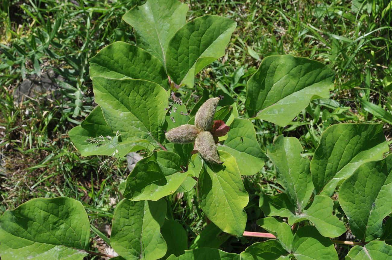 Image of genus Paeonia specimen.