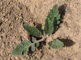 Phlomoides speciosa