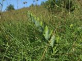 View full-size image Polygonatum odoratum