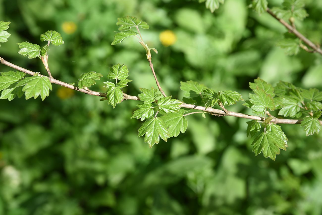 Image of Acer campestre specimen.