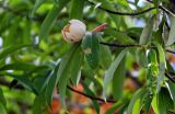 View full-size image Magnolia insignis