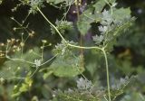 View full-size image Thalictrum minus