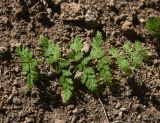 View full-size image Cystopteris fragilis