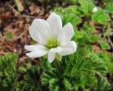 Rubus chamaemorus