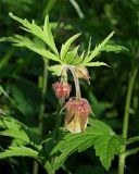 Смотреть изображение Geum rivale