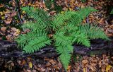 View full-size image Polystichum setiferum