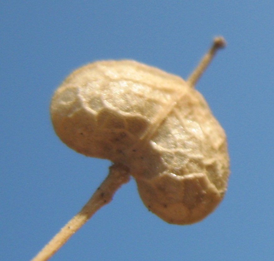 Image of Cardaria draba specimen.