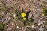 View full-size image genus Taraxacum
