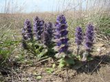 Смотреть изображение Ajuga orientalis