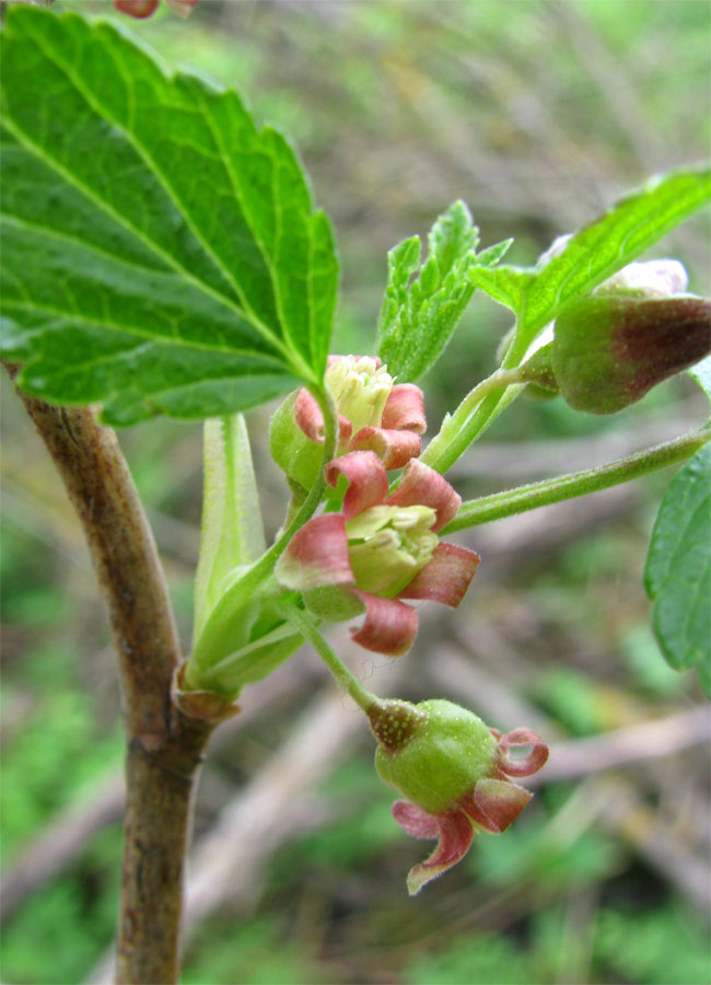 Изображение особи Ribes nigrum.