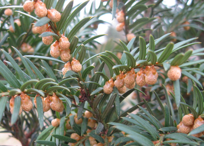 Изображение особи Taxus baccata.