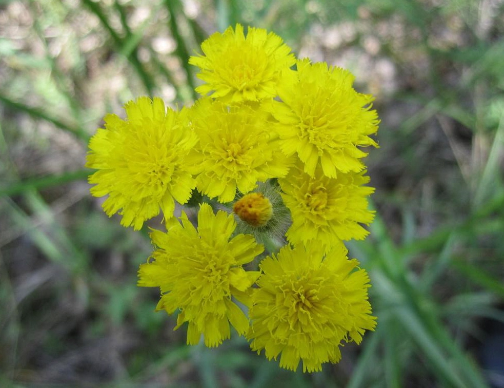 Image of genus Hieracium specimen.