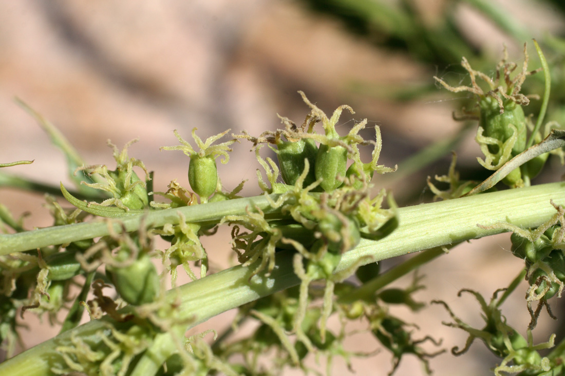 Image of Datisca cannabina specimen.