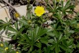 Смотреть изображение Potentilla sphenophylla
