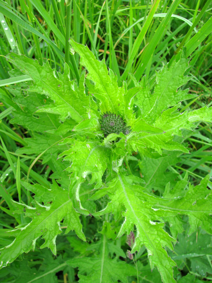 Image of Carduus crispus specimen.