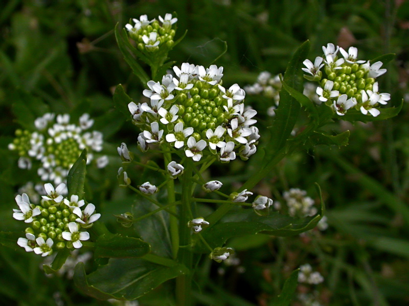 Image of Thlaspi arvense specimen.