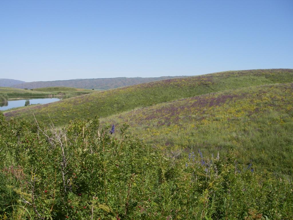 Изображение особи Salvia tesquicola.