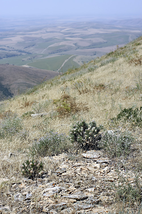 Image of Astragalus inaequalifolius specimen.