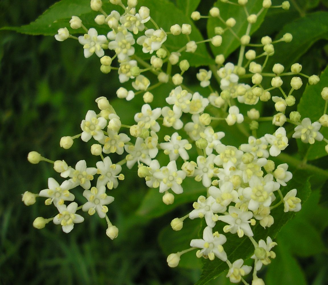 Изображение особи Sambucus nigra.