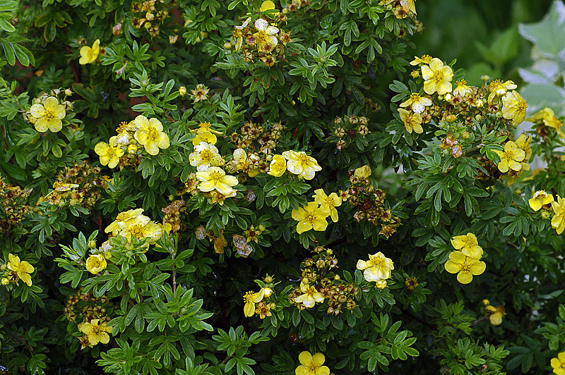 Image of Dasiphora fruticosa specimen.