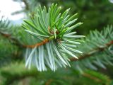 Picea ajanensis