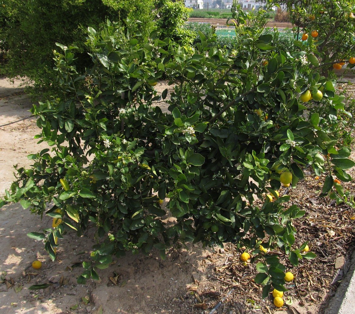 Image of Citrus macrophylla specimen.