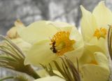 Pulsatilla orientali-sibirica