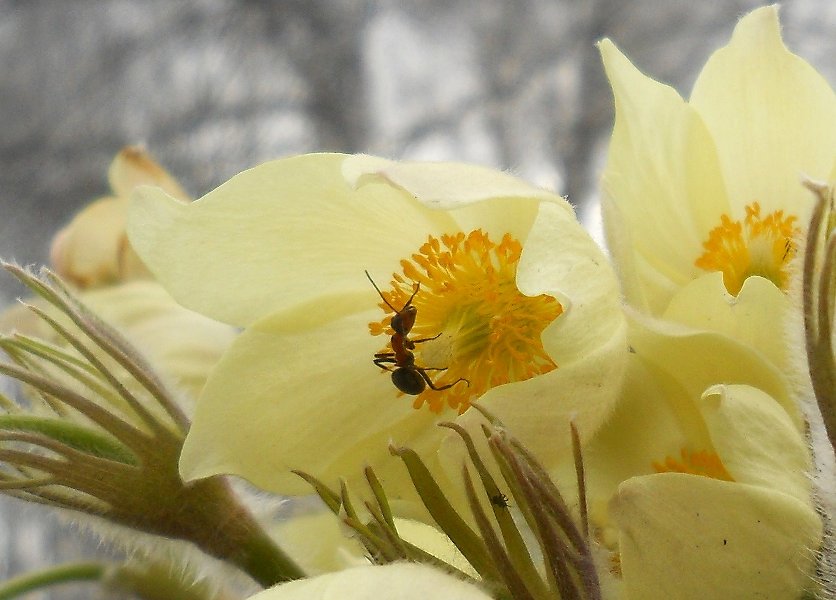 Image of Pulsatilla orientali-sibirica specimen.