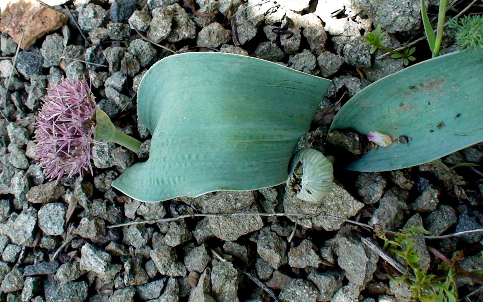 Image of Allium akaka specimen.