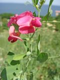 Lathyrus tuberosus