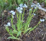 Myosotis imitata