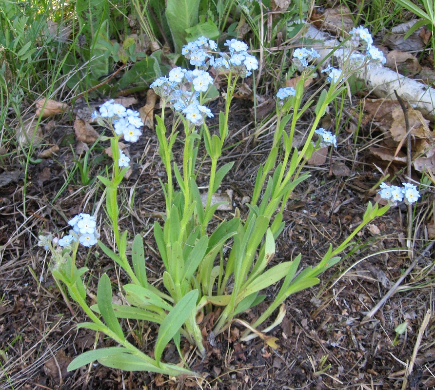 Изображение особи Myosotis imitata.