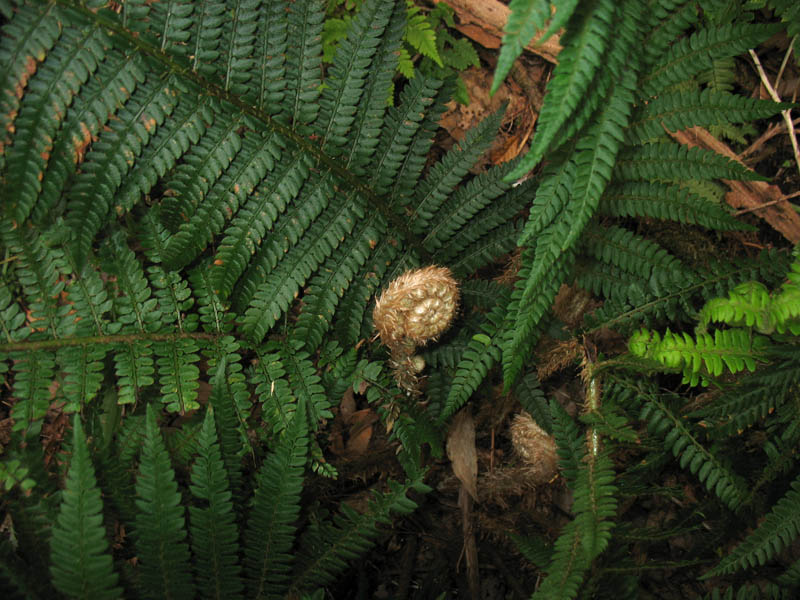 Image of Polystichum setiferum specimen.