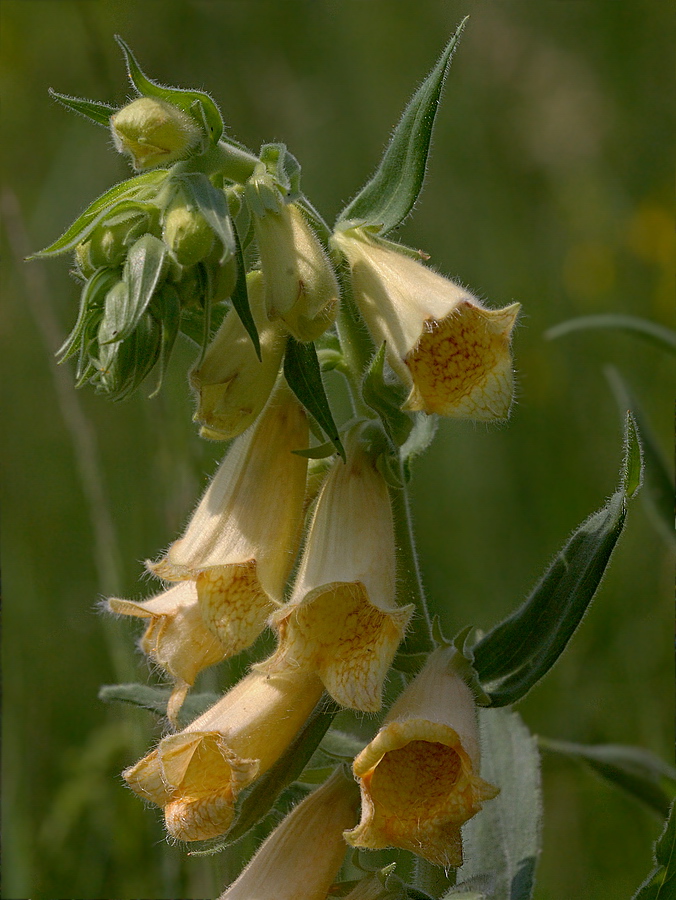 Image of Digitalis grandiflora specimen.