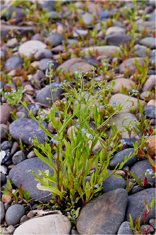 Image of Myosotis cespitosa specimen.