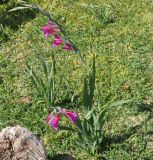 Gladiolus italicus