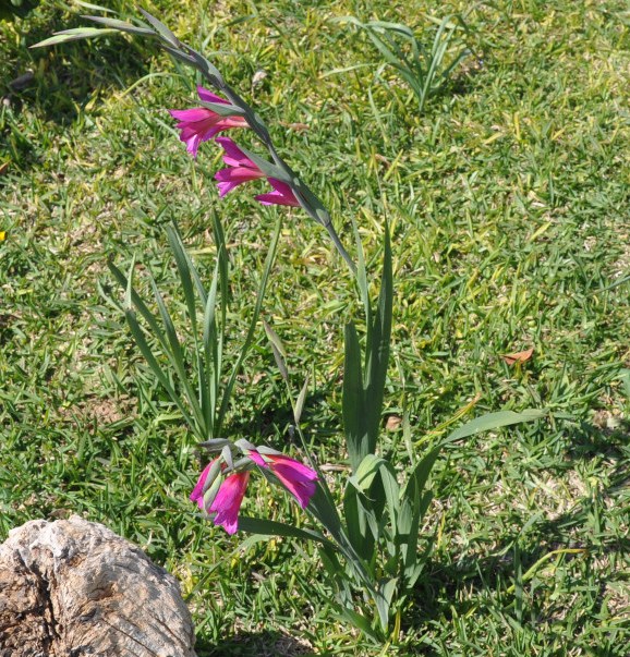 Image of Gladiolus italicus specimen.