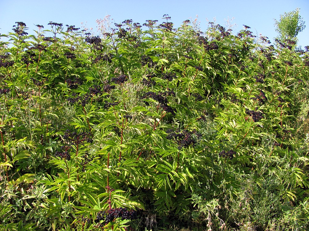 Изображение особи Sambucus ebulus.