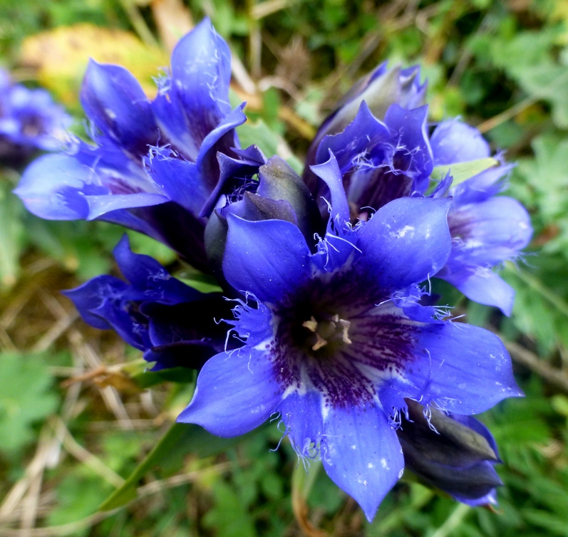 Изображение особи Gentiana septemfida.