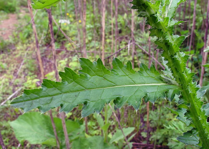 Изображение особи Carduus crispus.