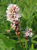 Persicaria amphibia. Соцветия. Украина, Хмельницкая обл., Красиловский р-н, с. Терешки, берег речки. 30.07.2010.