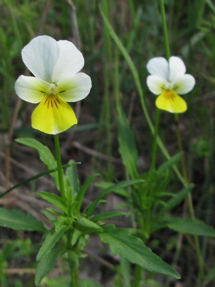 Изображение особи Viola matutina.