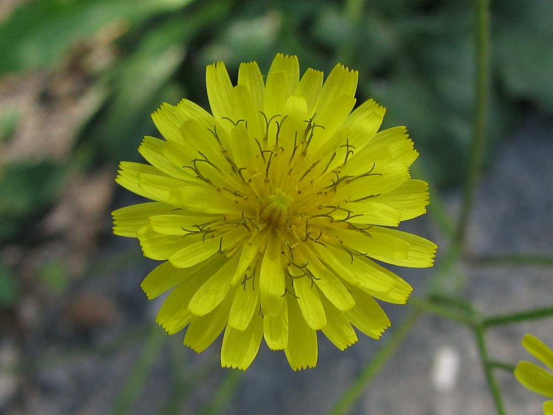 Image of Lagoseris sancta specimen.