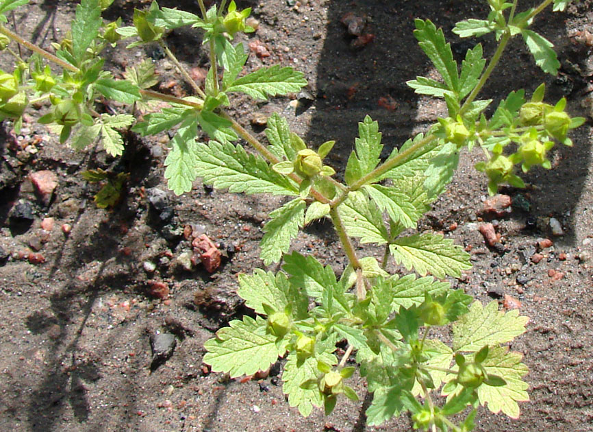 Изображение особи Potentilla norvegica.