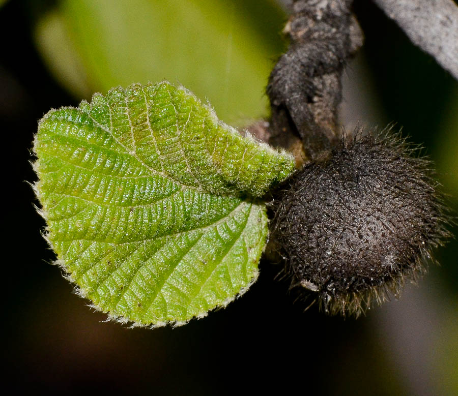 Image of Grewia villosa specimen.