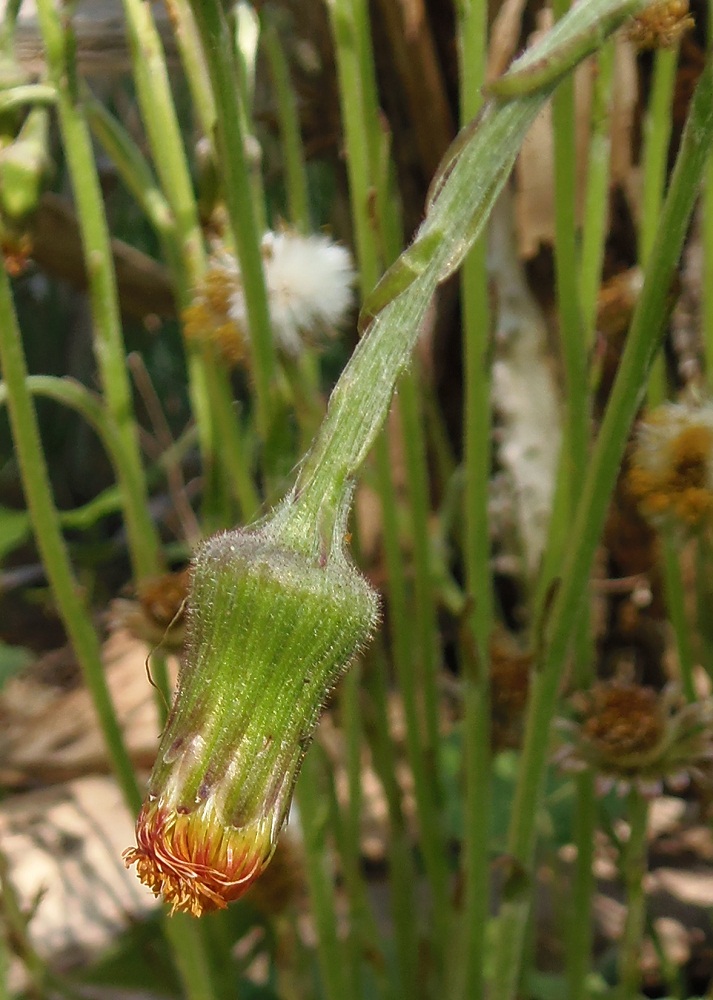 Image of Tussilago farfara specimen.