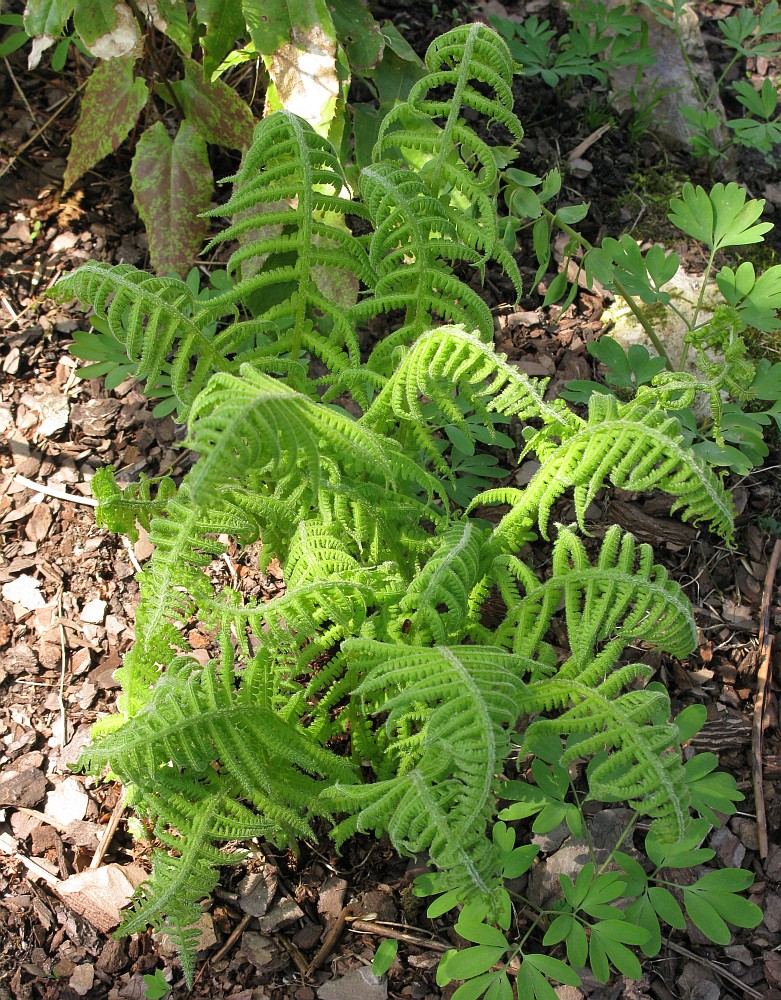 Image of Lunathyrium pycnosorum specimen.