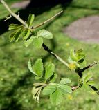 Rosa chinensis. Часть веточки с молодыми листьями. Германия, г. Krefeld, Ботанический сад. 20.04.2013.