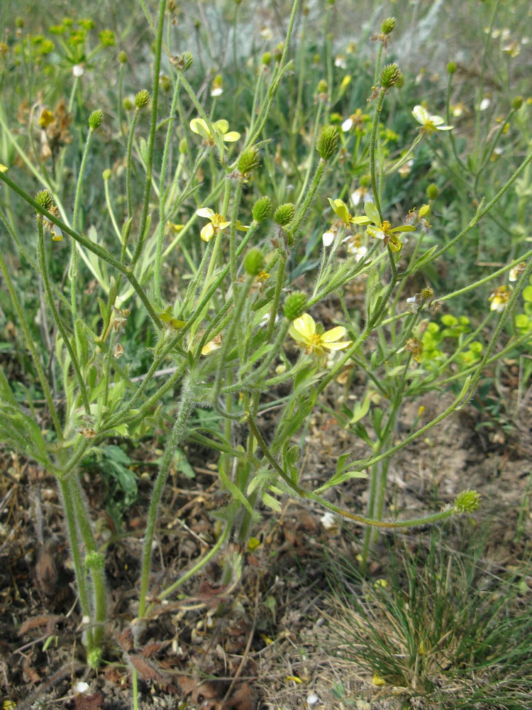 Image of Ranunculus oxyspermus specimen.