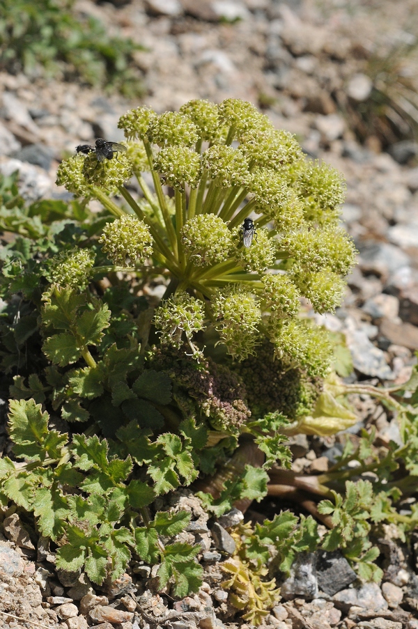 Image of Archangelica brevicaulis specimen.